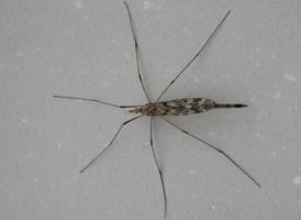 Tipula longiventris